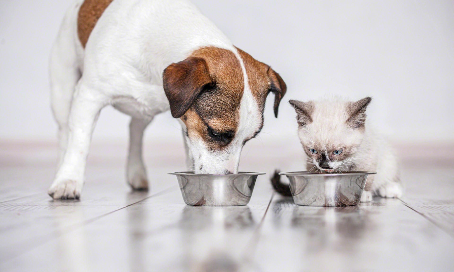 Vitakraft Italia renueva su bodega de alimentos para mascotas